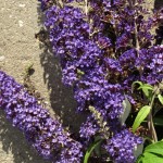 Buddleia davidii Blue Horizon