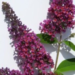 Buddleia davidii Flower Power