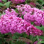 Buddleia davidii Pink Delight