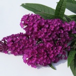 Buddleia davidii Royal Red