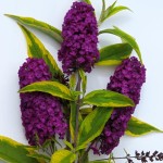 Buddleia davidii Santana