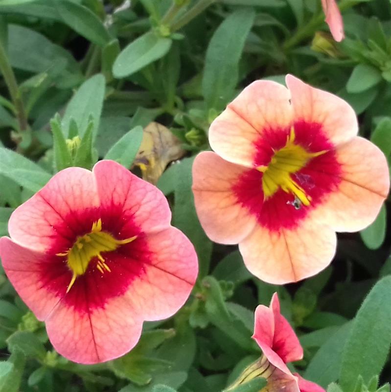 Calibrachoa Conga Orange Star