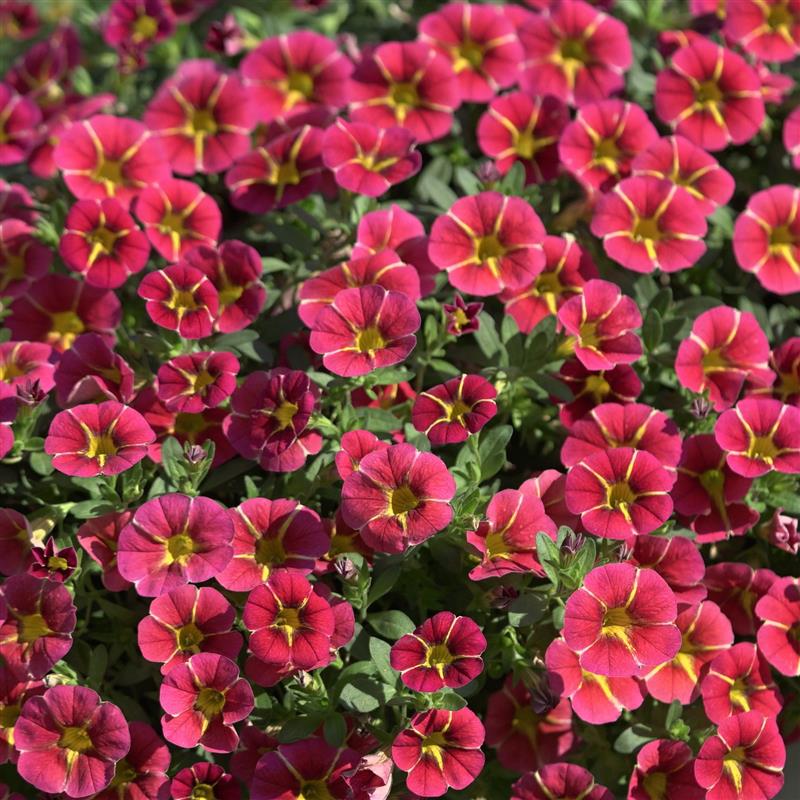 Calibrachoa Rave® Cherry '23