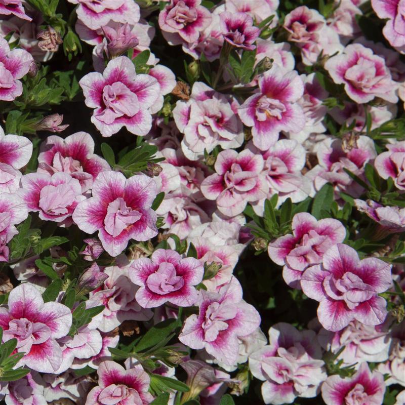 Calibrachoa Uno Double PinkTastic®
