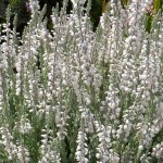 Calluna vulgaris Beoley Silver