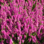 Calluna vulgaris Carmen Neu