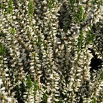 Calluna vulgaris Elisa