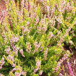 Calluna vulgaris Gold Carmen