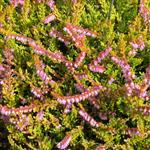 Calluna vulgaris Golden Prague