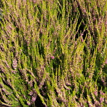Calluna vulgaris Theresa