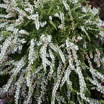 Calluna vulgaris White Lawn