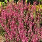 Calluna vulgaris Aphrodite