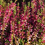 Calluna vulgaris Athene