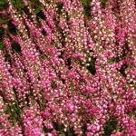 Calluna vulgaris Barbara Fleur