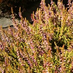 Calluna vulgaris Bonita