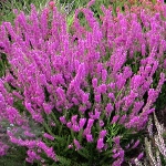 Calluna vulgaris Corbett´s Red