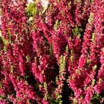 Calluna vulgaris Dark Beauty