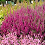 Calluna vulgaris Dark Star