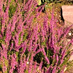 Calluna vulgaris Ellen
