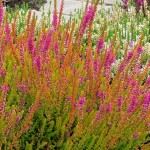 Calluna vulgaris Firefly