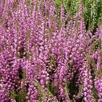 Calluna vulgaris Heidesinfonie