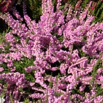 Calluna vulgaris Jimmy Dyce