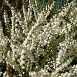 Calluna vulgaris Kinlochruel