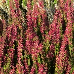 Calluna vulgaris Nora