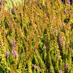 Calluna vulgaris Punch´s Desert