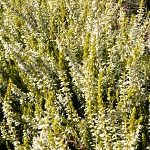 Calluna vulgaris Sandy