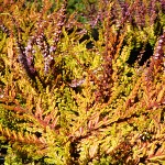 Calluna vulgaris Wickwar Flame
