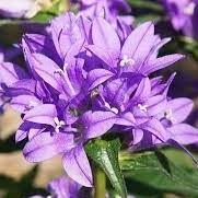 Campanula glomerata Acaulis