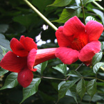 Campsis radicans Gabor