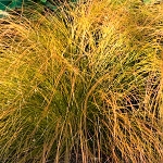 Carex testacea Prairie Fire