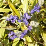 Caryopteris x clandonensis Worchester Gold