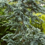 Cedrus atlantica Glauca (Cedrus libani var. atlantica glauca)