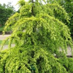Cedrus deodara Golden Horizon