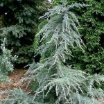 Cedrus deodara Karl Fuchs