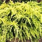 Cedrus deodara 'Lime Glow'