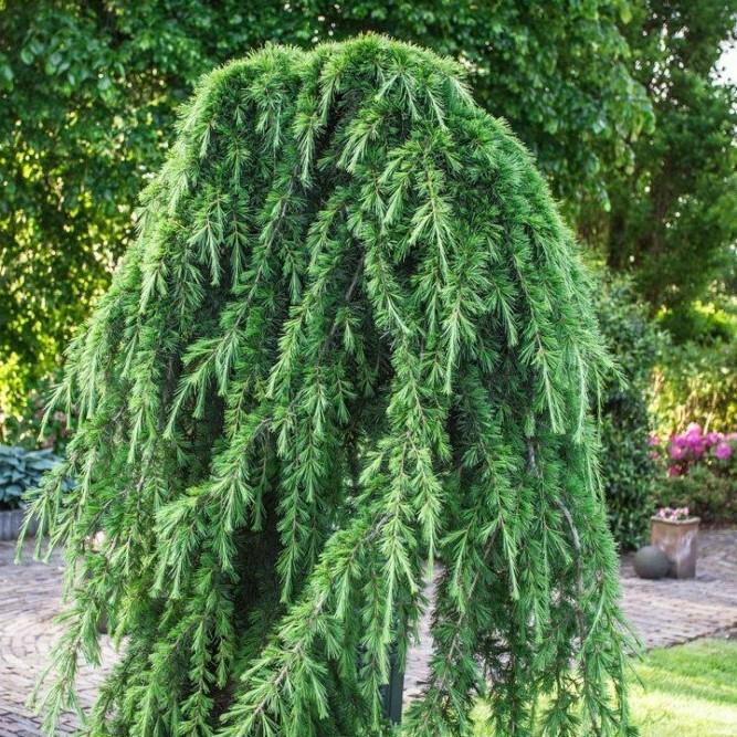 Cedrus deodara  Pendula