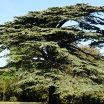 Cedrus libani
