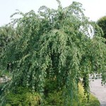 Cercidiphyllum japonicum Pendula