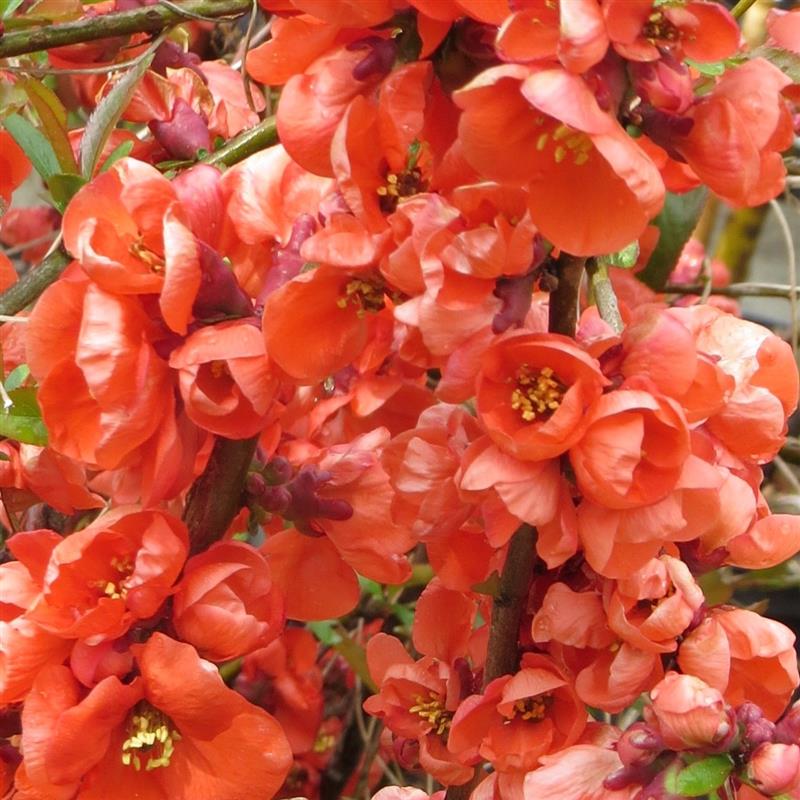 Chaenomeles speciosa Rouge Orange