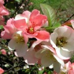 Chaenomeles speciosa Moerloosei