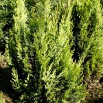 Chamaecyparis lawsoniana Alumigold