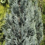 Chamaecyparis lawsoniana Columnaris