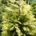 Chamaecyparis lawsoniana Lane