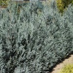 Chamaecyparis lawsoniana Van Pelt´s Blue