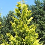 Chamaecyparis lawsoniana Ivonne