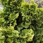 Chamaecyparis obtusa Nana Gracilis